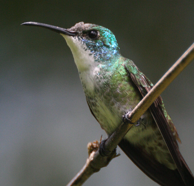 Birding Trinidad und Tobago