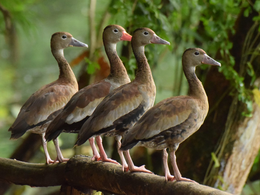 Vogelbeobachtung Trinidad und Tobago