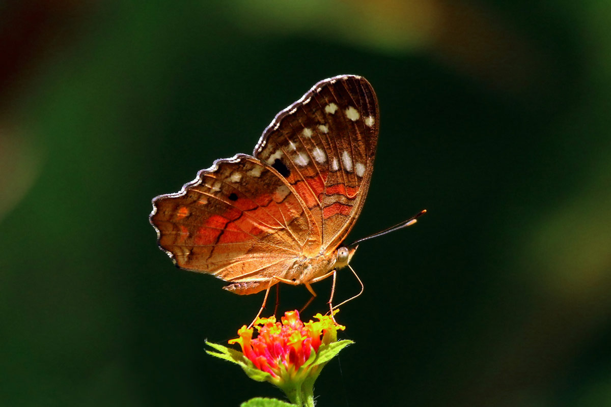 Natur Trinidad und Tobago